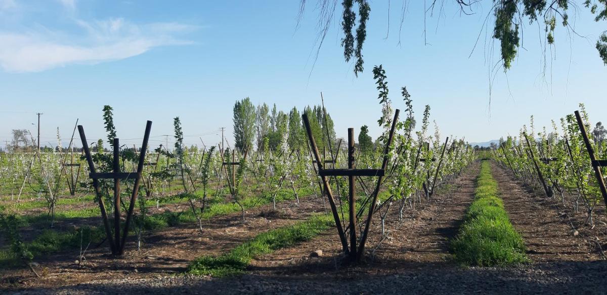 El Carmen de Los Guindos, Las Choicas, Curicó - Housity