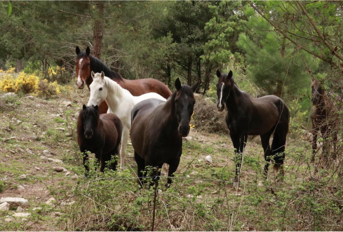 Masia El Palomar - Housity