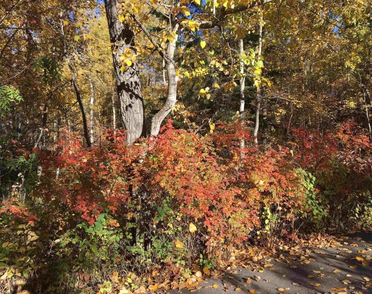 Beautiful House on Naturally Treed 3 acres lot - Housity