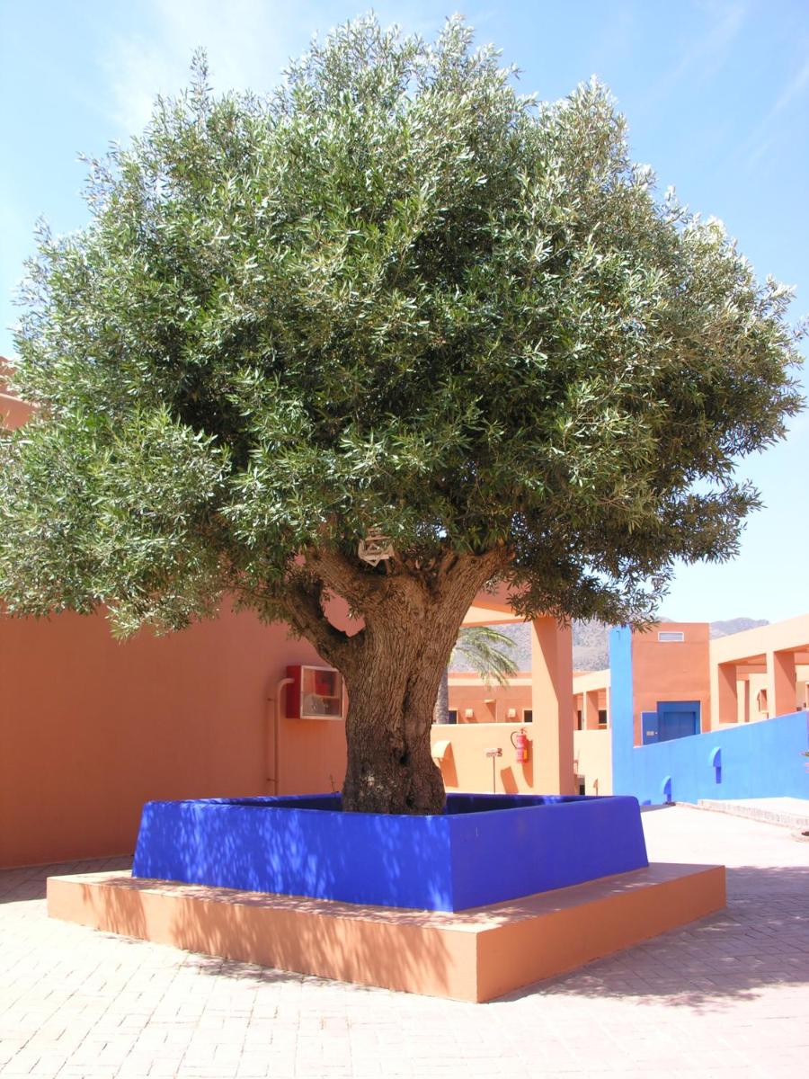 Imagen de la galería de Hotel de Naturaleza Rodalquilar & Spa Cabo de Gata, en Rodalquilar