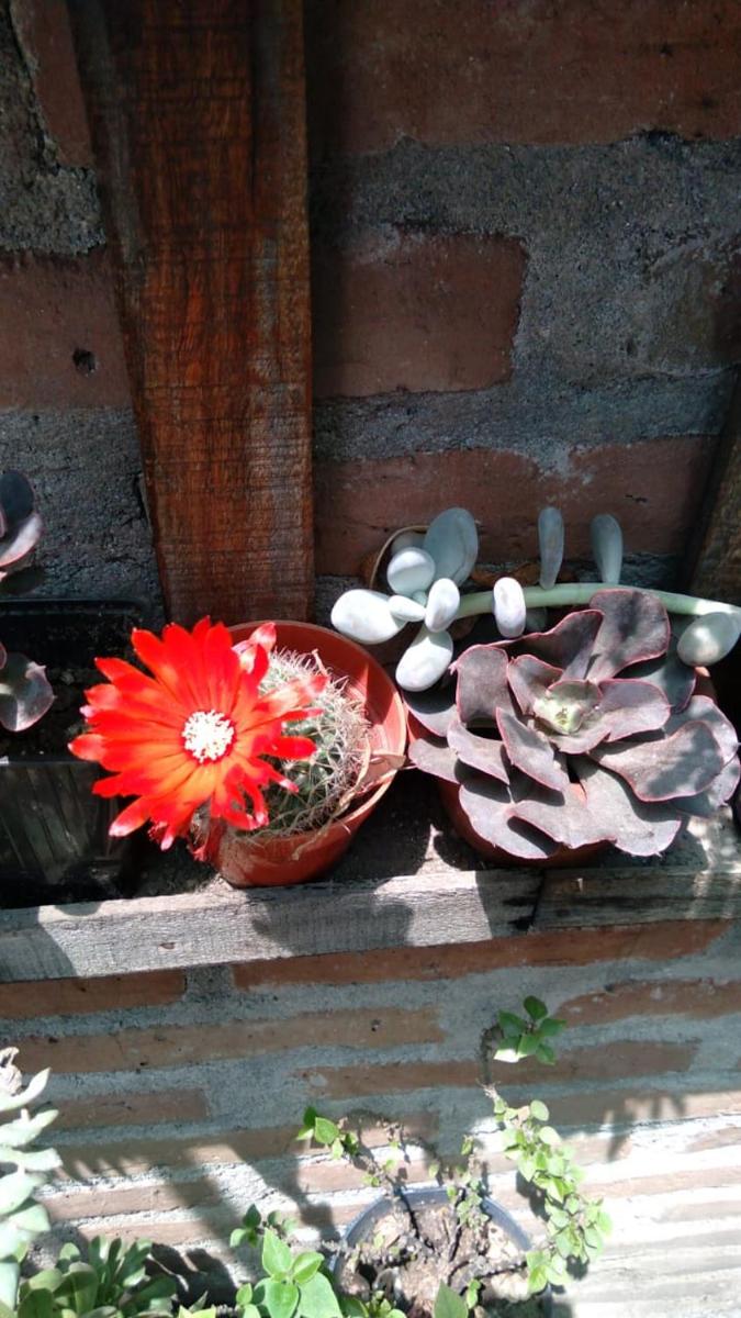 Los Cactus - Housity