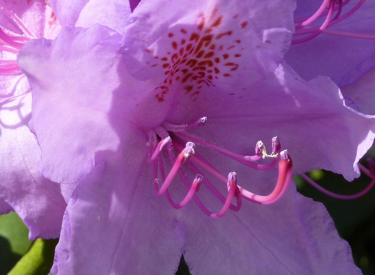 Sunny Flowerside - Housity