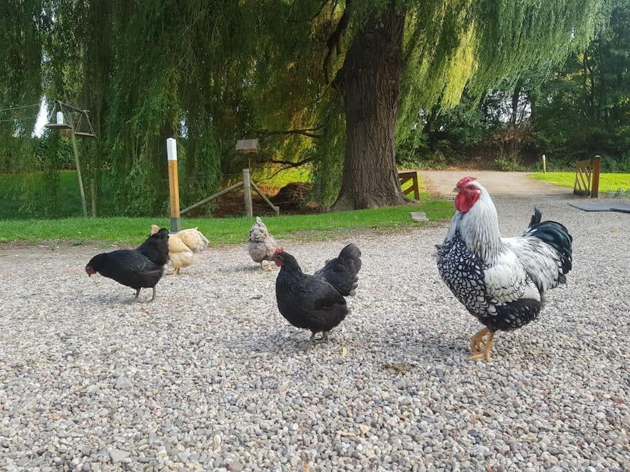 Vakantiehuisje aan de rand van Arnhem - Housity
