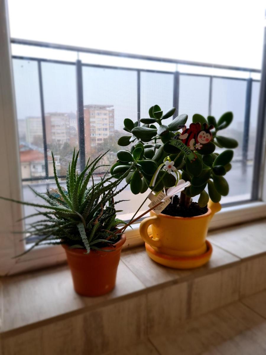 Cozy Apartment - Housity