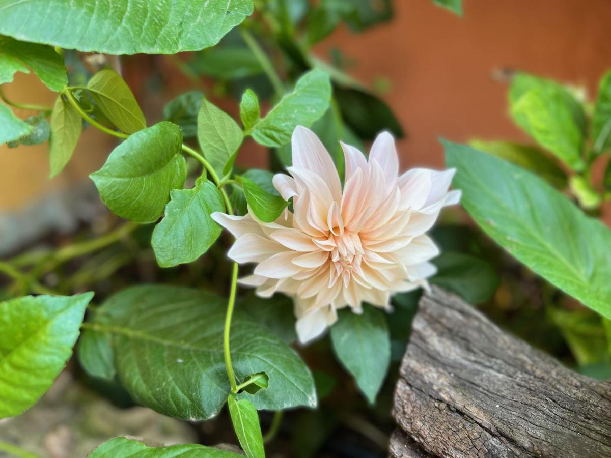 Jardín al aire libre en Les Vinyes Alojamiento Rural Boutique & SPA