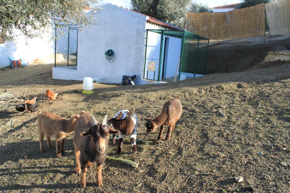 Animais no hotel ou nos arredores