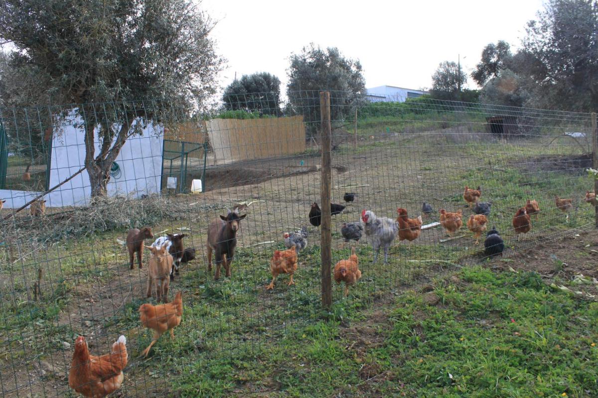 Animais no hotel ou nos arredores