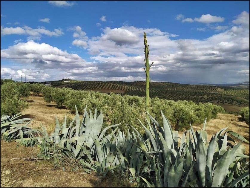 La casa Ancha, en Lahiguera - Housity