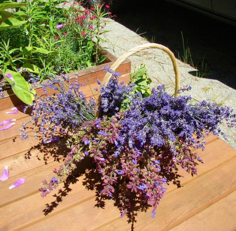 Cozy ,artistic cottage in a garden setting close to the beach and hiking trails. - Housity