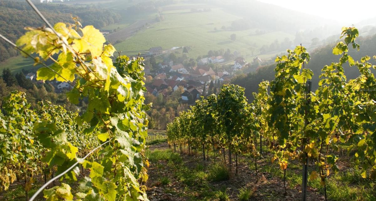 Weingut Hees - Landgasthof Zum Jäger aus Kurpfalz - Housity