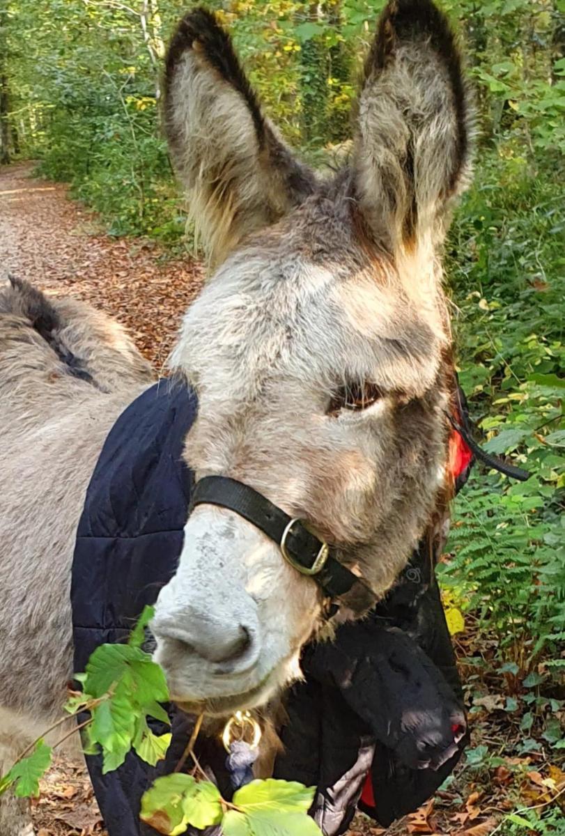 Cosy pet friendly cottage on our smallholding, friendly animals to meet, lovely countryside setting, small but comfy, sleeps up to 2 adults 1 child - Housity