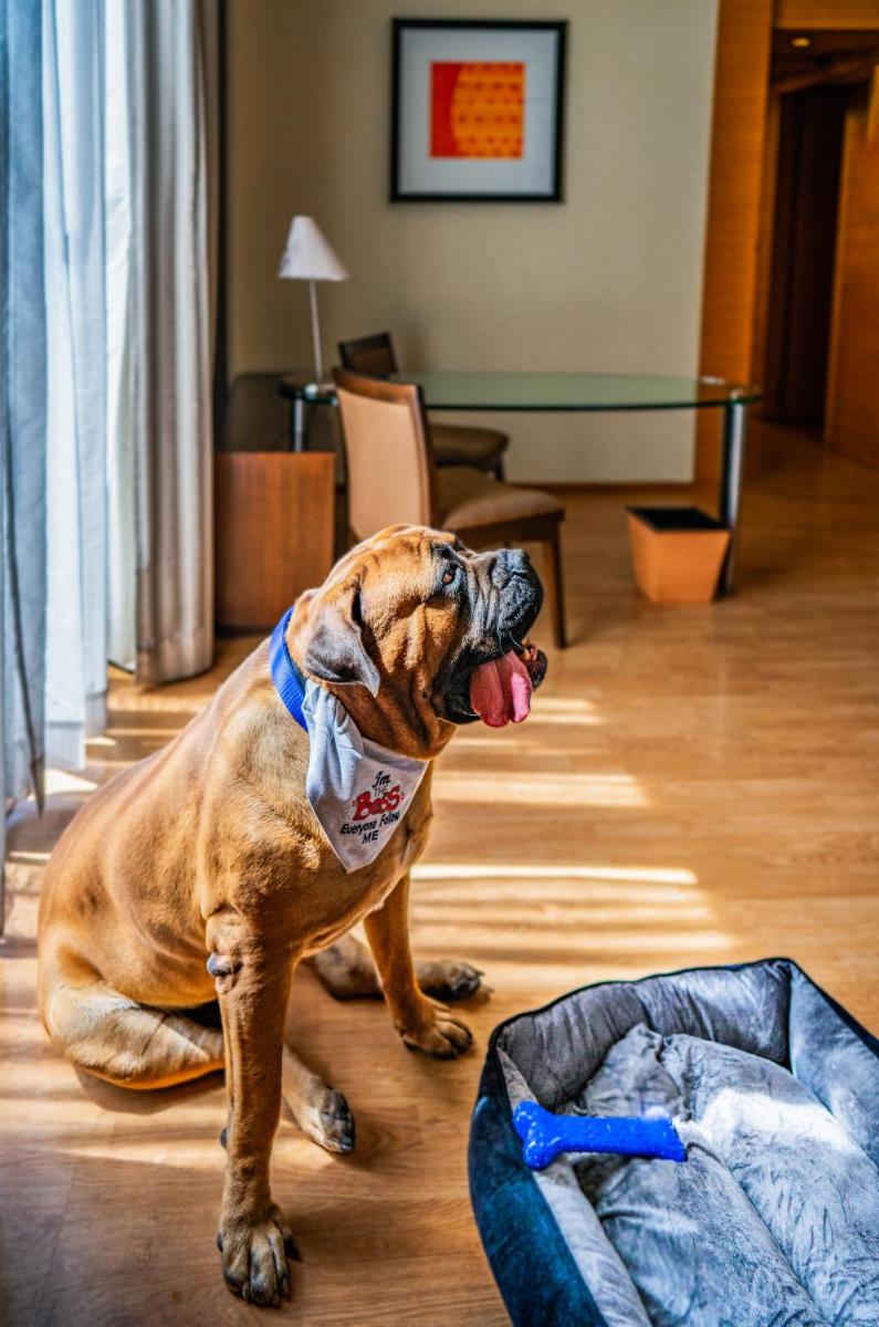 a dog sitting on the floor in a living room at Hyatt Hyderabad Gachibowli in Hyderabad