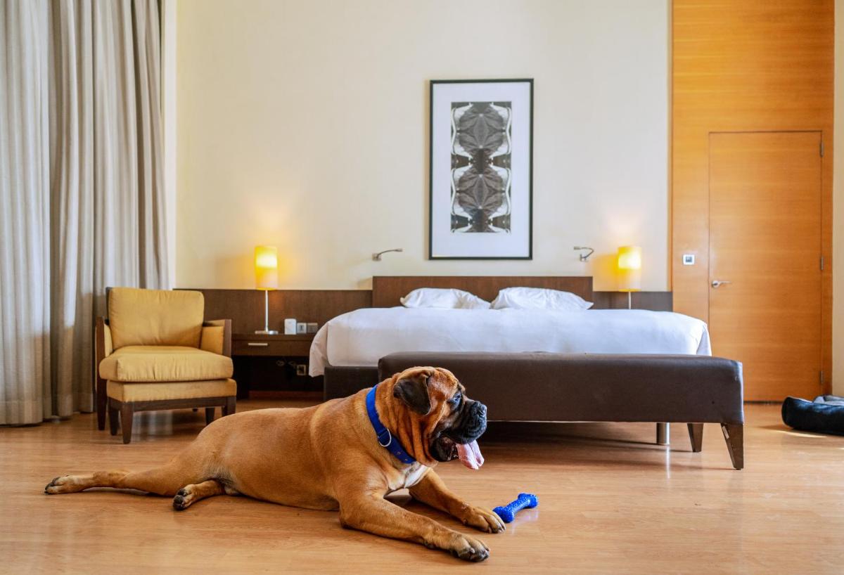 a dog laying on the floor in a hotel room at Hyatt Hyderabad Gachibowli in Hyderabad
