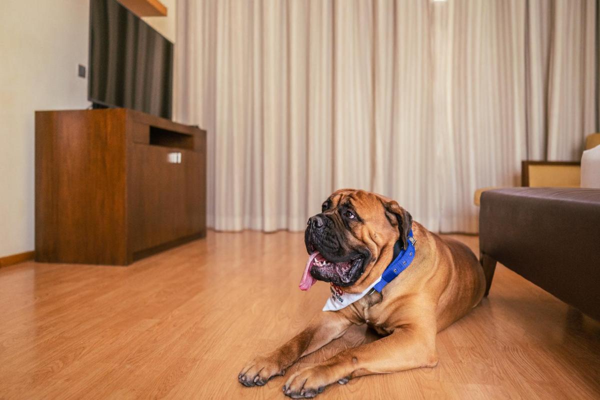 a dog laying on the floor in a living room at Hyatt Hyderabad Gachibowli in Hyderabad