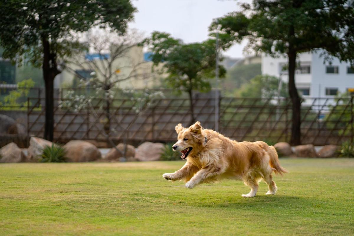 a dog running in the grass in a field at Hyatt Hyderabad Gachibowli in Hyderabad