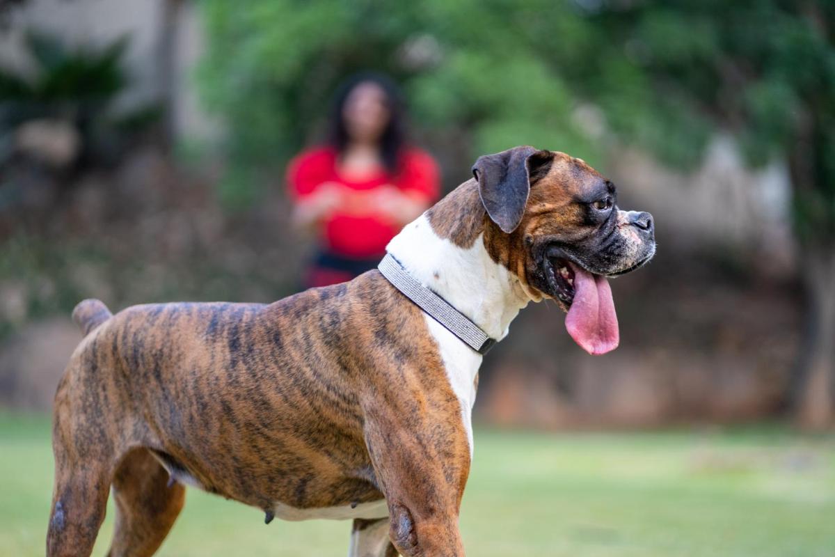 a brown and white dog with its tongue out at Hyatt Hyderabad Gachibowli in Hyderabad