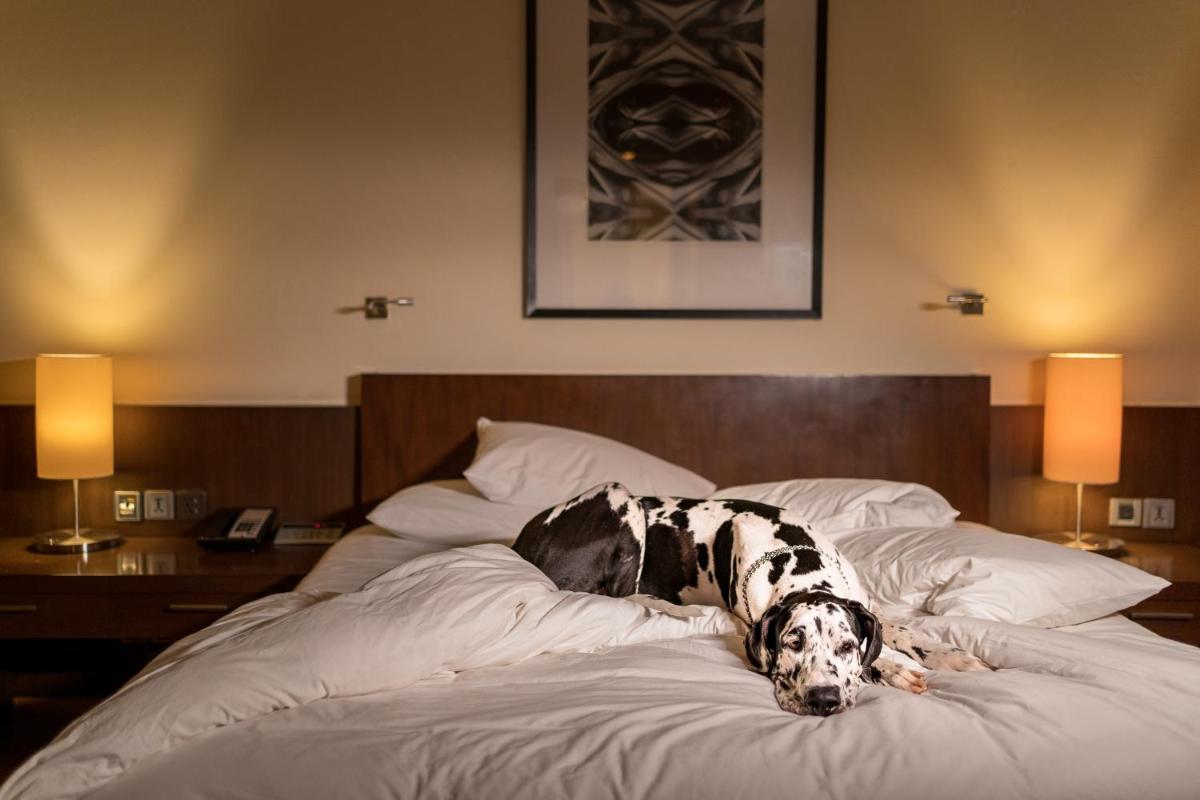 a black and white dog laying on a bed at Hyatt Hyderabad Gachibowli in Hyderabad