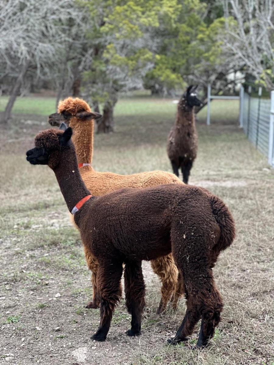Relaxing Alpaca Ranch Mins from Downtown Wimberley - Housity
