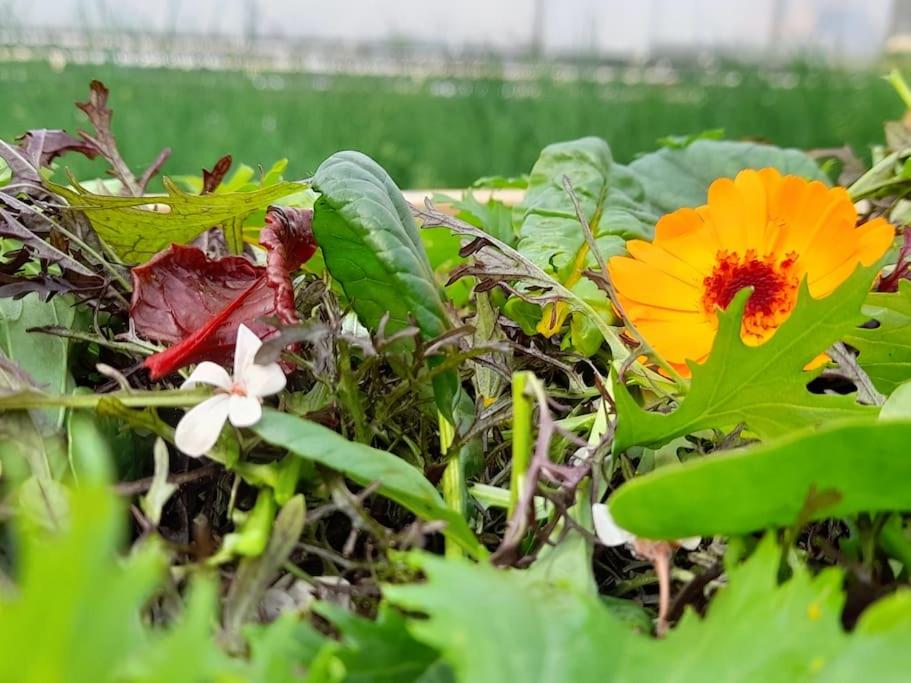 Maison de campagne, bulle de verdure - Housity