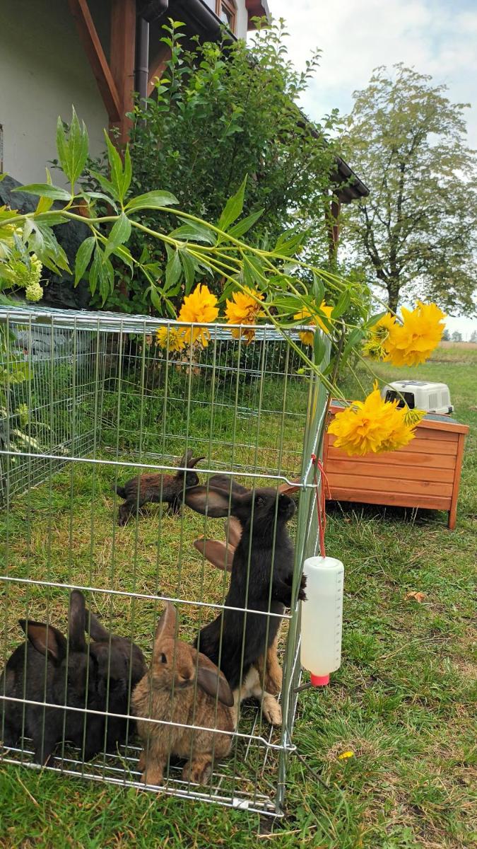 Gospodarstwo Agroturystyczne Bogdanówka - Housity