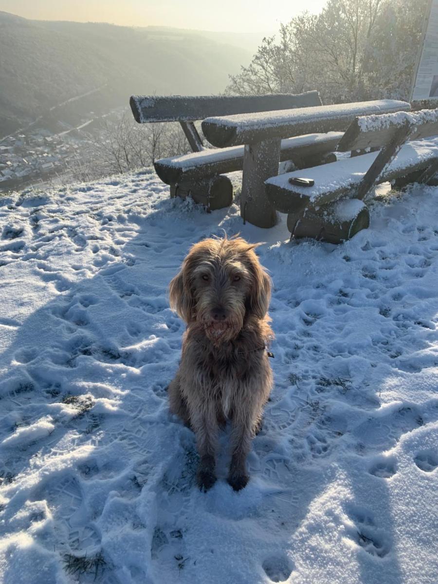 Ferienwohnung Apolo - Housity