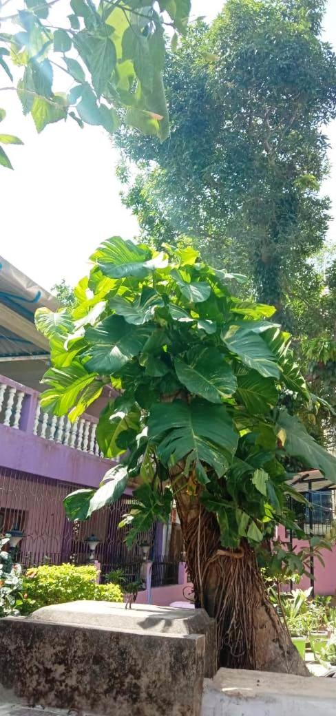 CORAL ISLE HOMESTAY - Housity