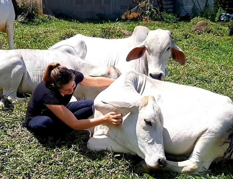 Chalé Paraíso Fazendinha Cachoeira Pet Friendly - Housity