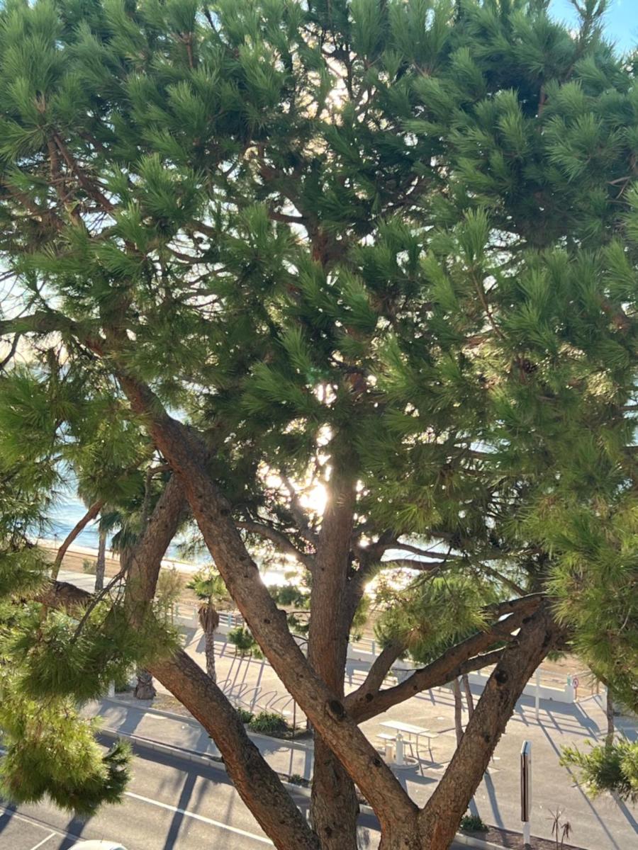 Vacances paradisiaques, Plage Cannes boccacabana, studio - Housity