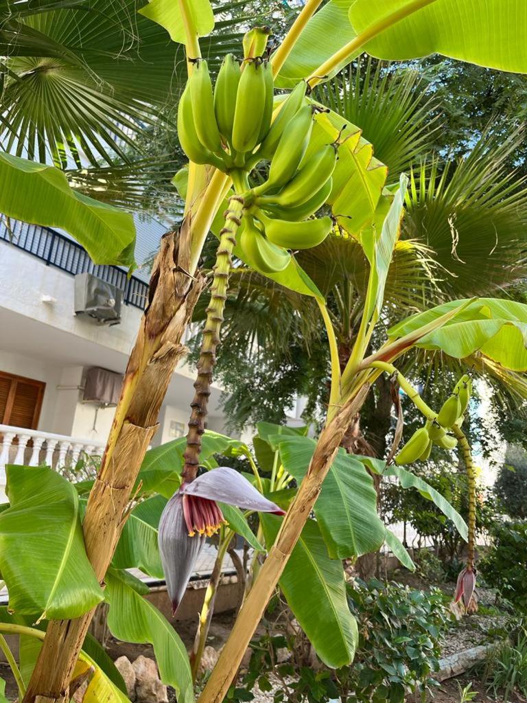 Apartament La Mata "FELIZ" - Housity