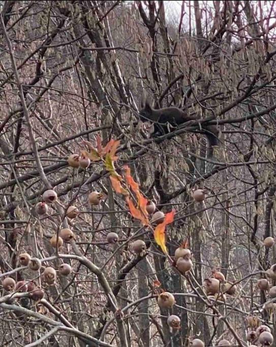 Green Villa Brezovica - Housity