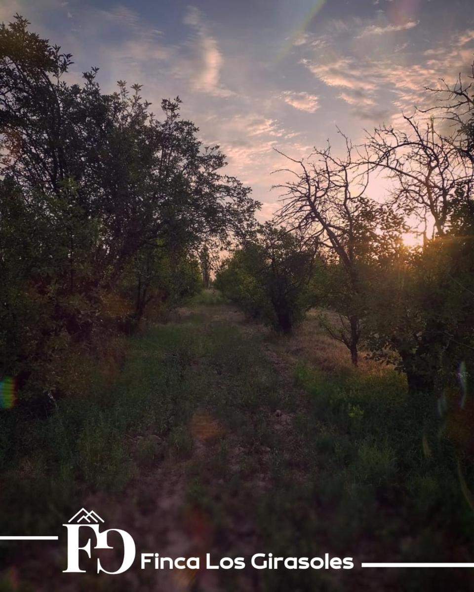 Alojamiento Finca Los Girasoles - Housity