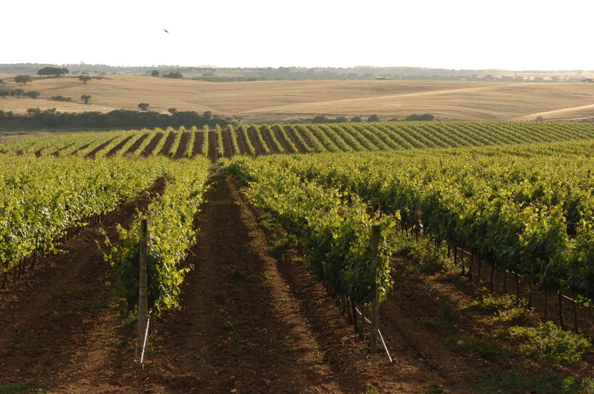 Imagem da galeria de Vila Gale Alentejo Vineyard - Clube de Campo em Albernoa
