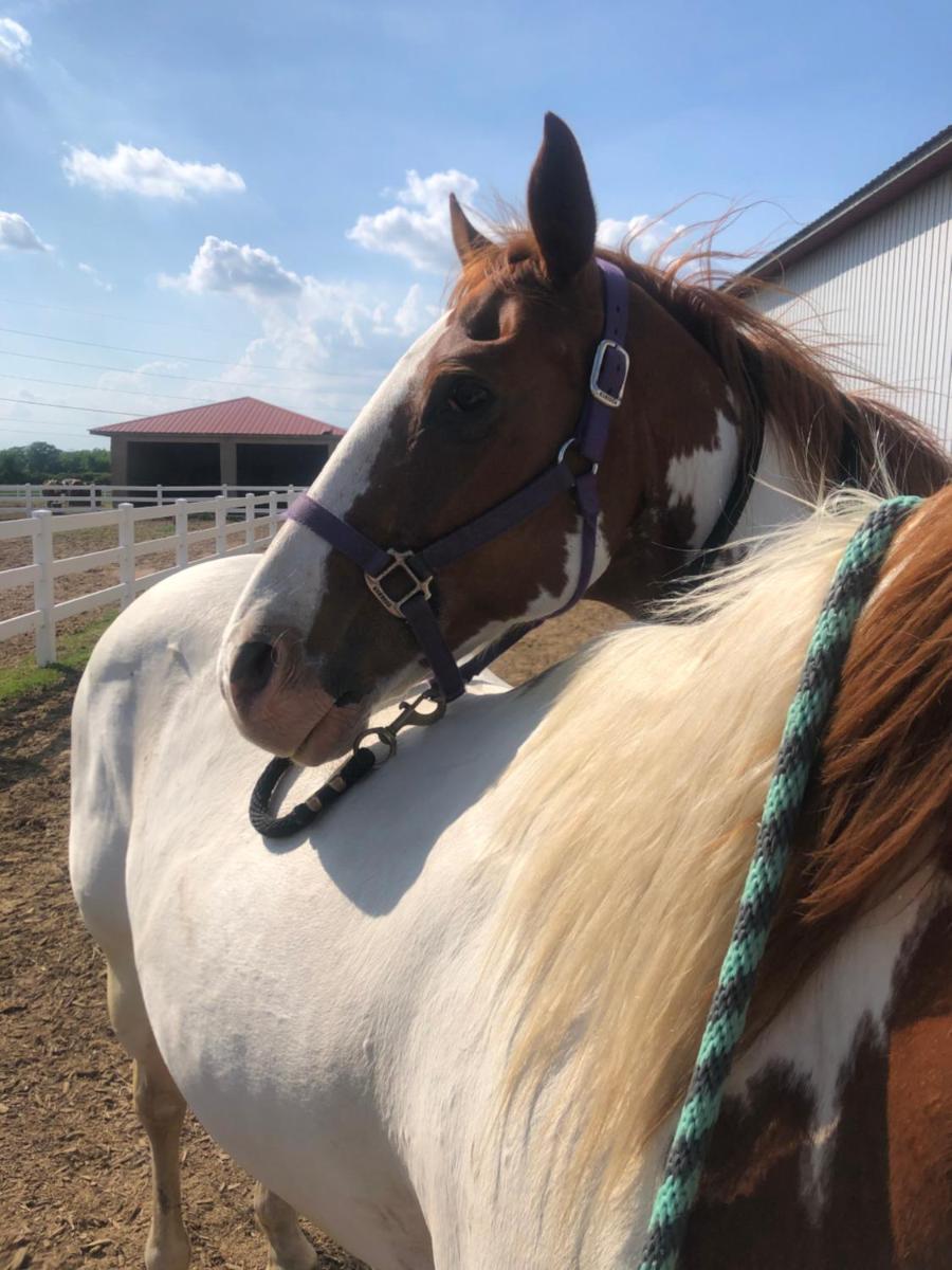 Red Roof Stable and Farm LLC - Housity