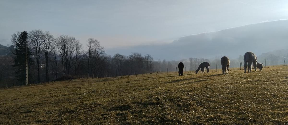 ZALASEK Gospodarstwo Agroturystyczne z Alpakami - Housity