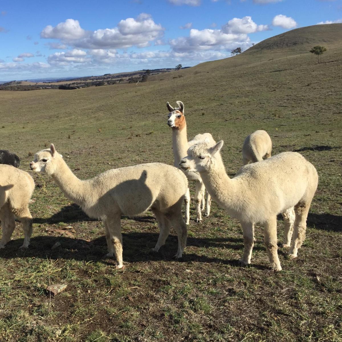 GOULBURN ALPACA FARM STAY - Housity