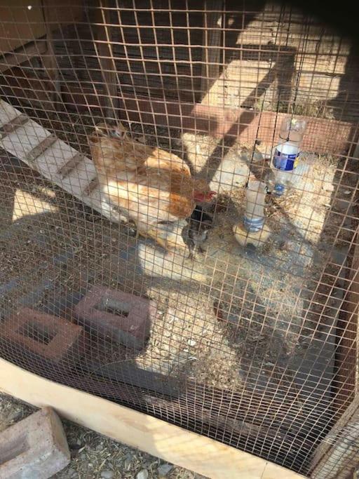 Kalani Heights Cute Little Pool Apartment - Housity