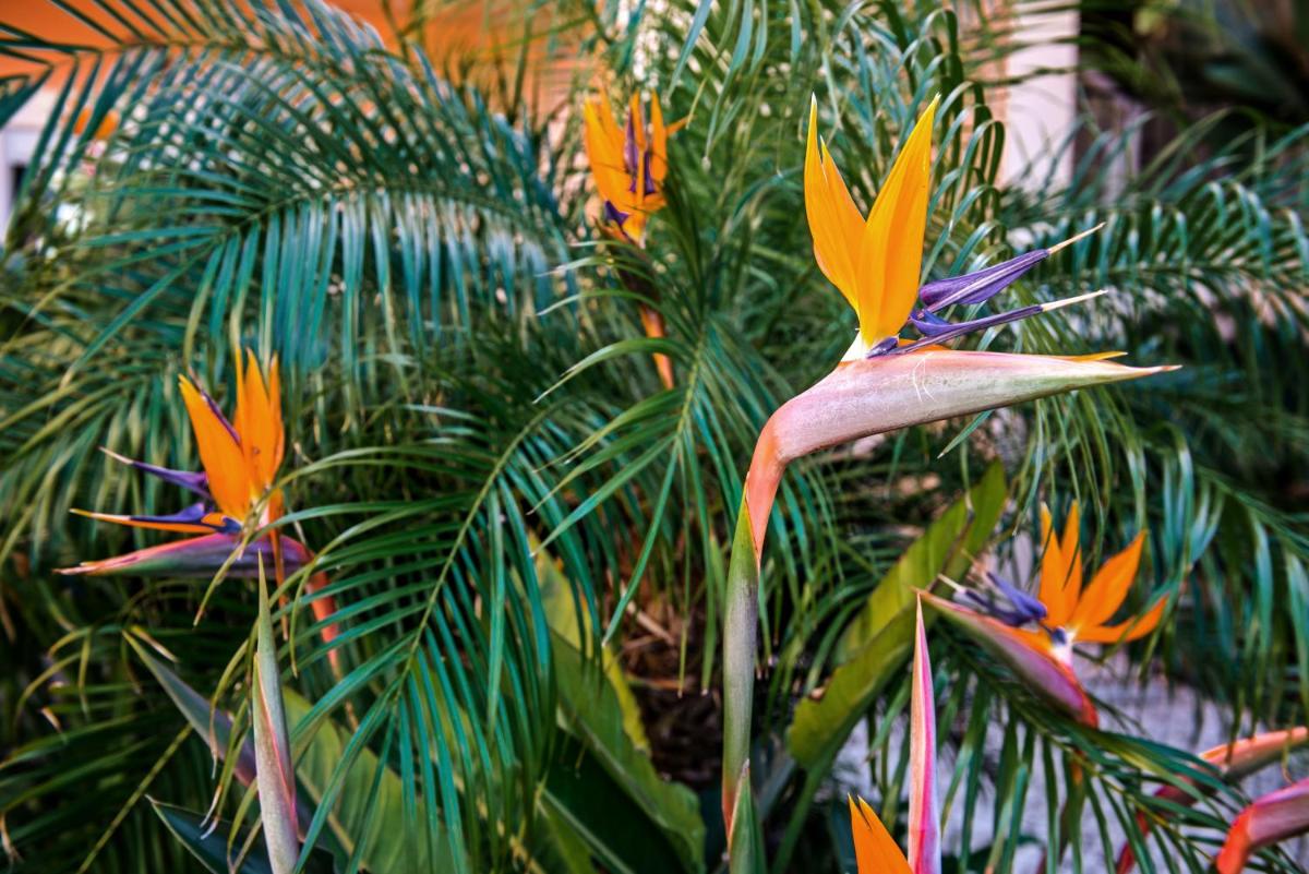 Um jardim no exterior de Estrela da Luz Resort