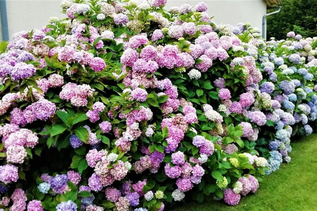 Calme et sérénité au gîte des hortensias - Housity