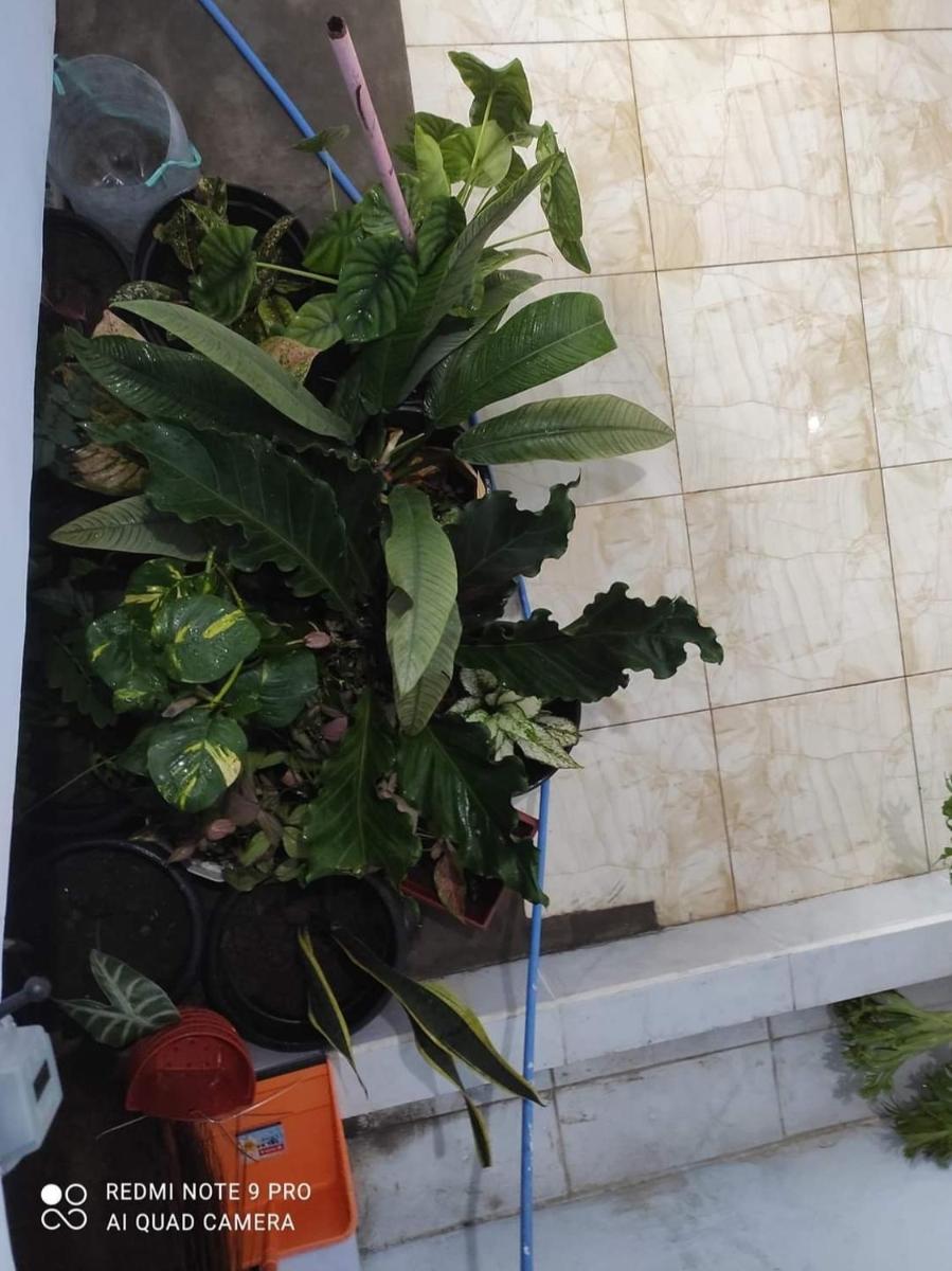 Homestay Pkbm Kendedes - Housity