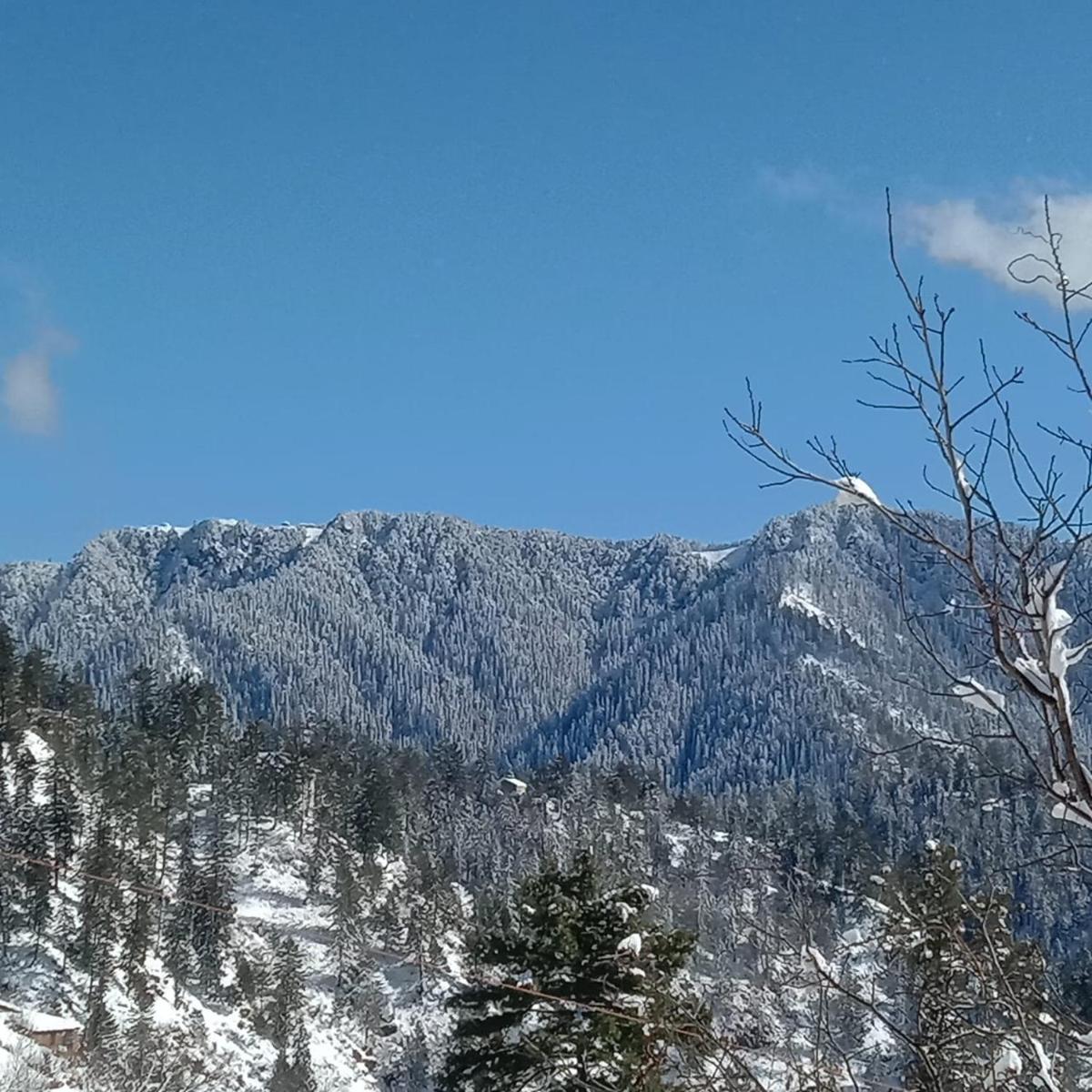 The Orchard Homestay Narkanda Shimla - Housity