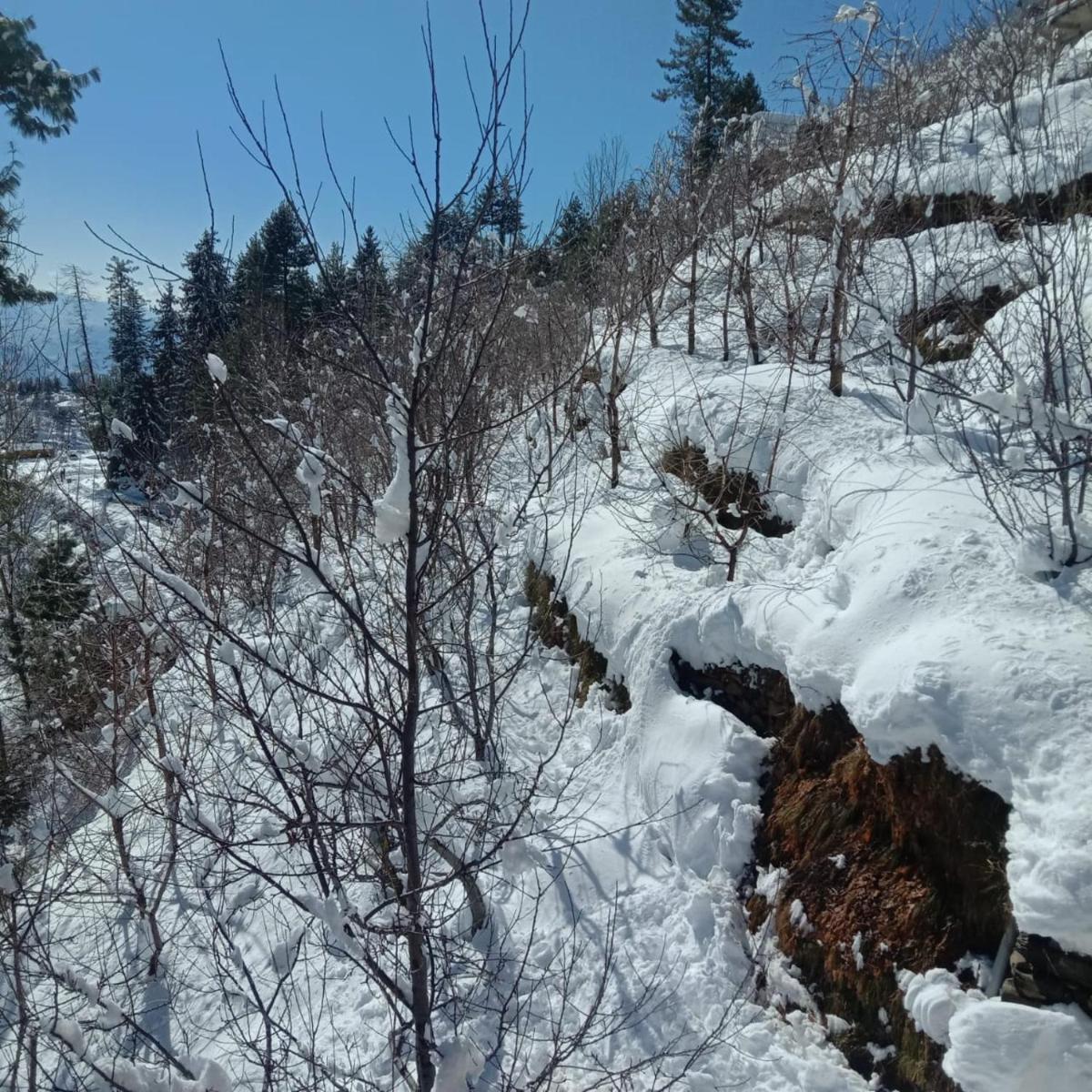 The Orchard Homestay Narkanda Shimla - Housity