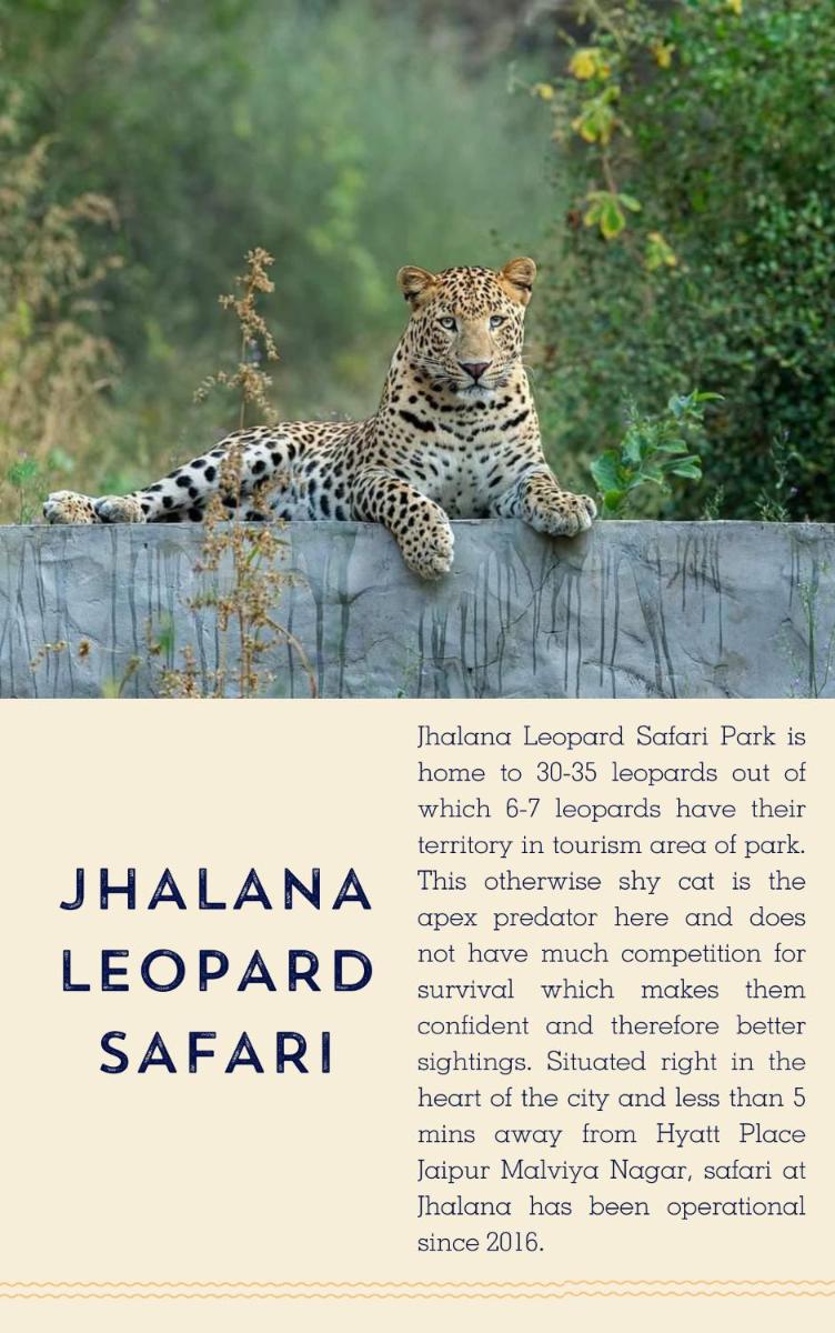 a leopard is sitting on a fence at Hyatt Place Jaipur Malviya Nagar in Jaipur a leopard is sitting on a fence at Hyatt Place Jaipur Malviya Nagar in Jaipur