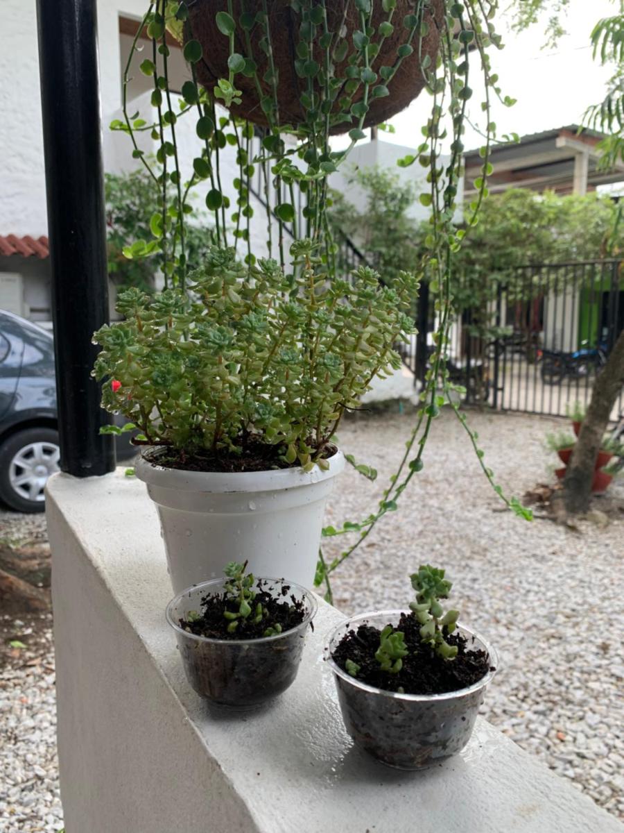 Hotel ebano - Housity