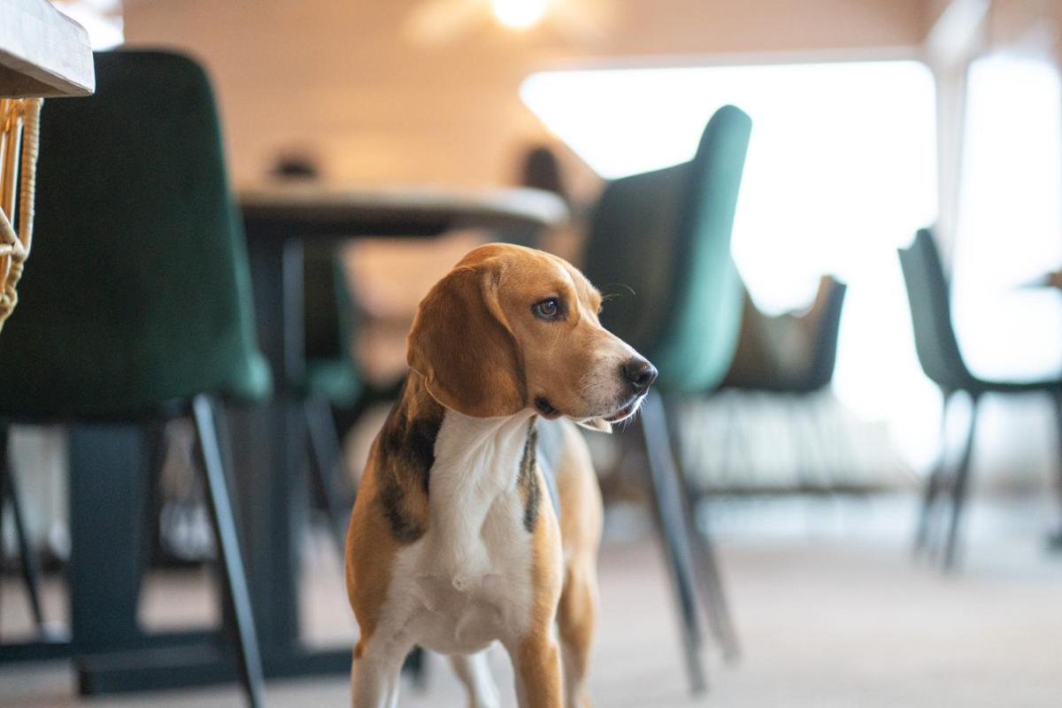 Animal ou animaux domestique(s) séjournant avec des clients dans l'établissement Hob Fort du Pré