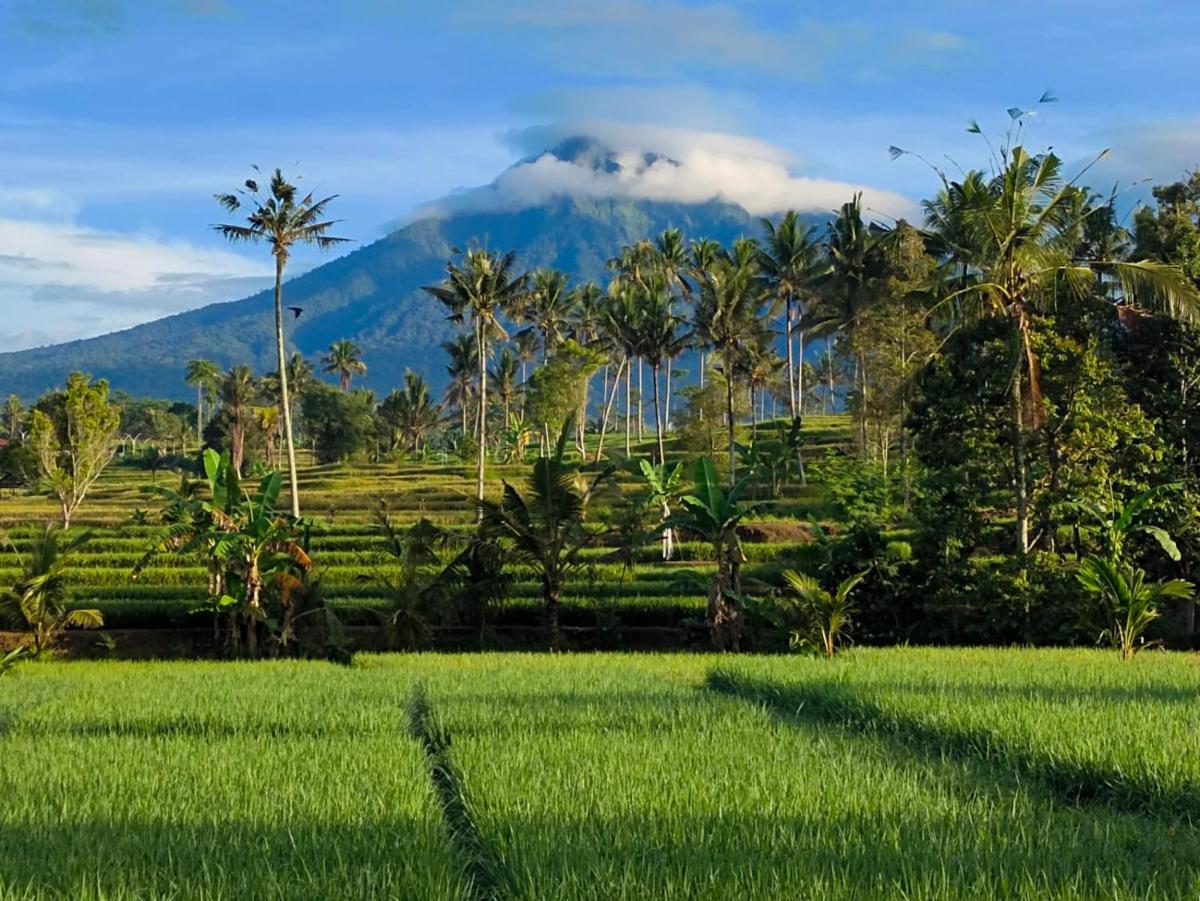 Sawah Ijen - Housity