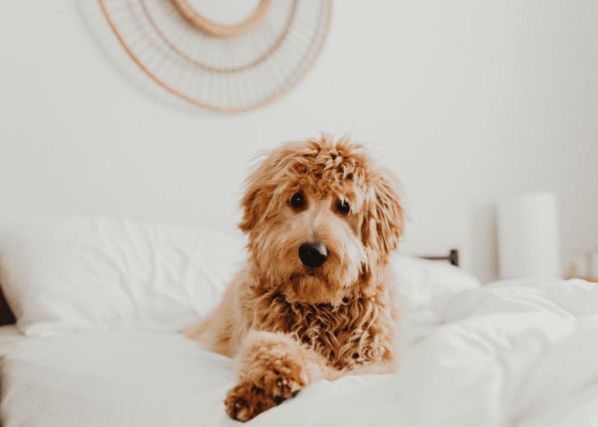 Wingate by Wyndham New Castle - Glenwood Springs - Housity