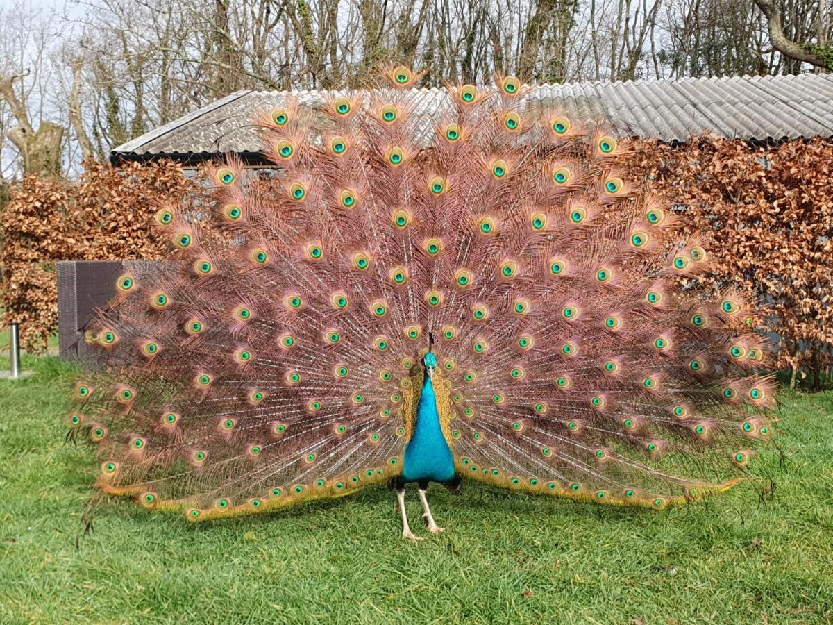 Peacock cottage- Two bedroom country cottage. - Housity