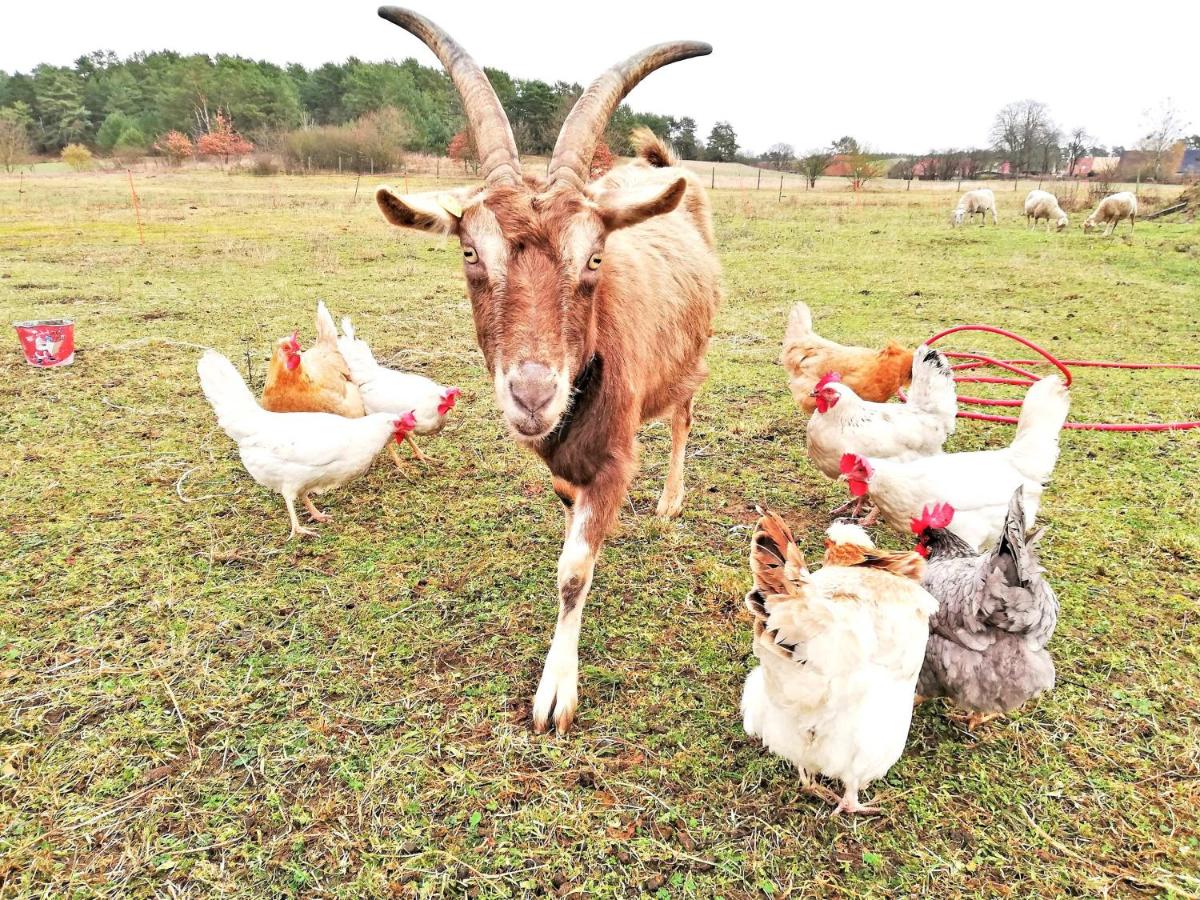 Ferienwohnungen auf dem Land Gross Quassow SEE 10170 - Housity