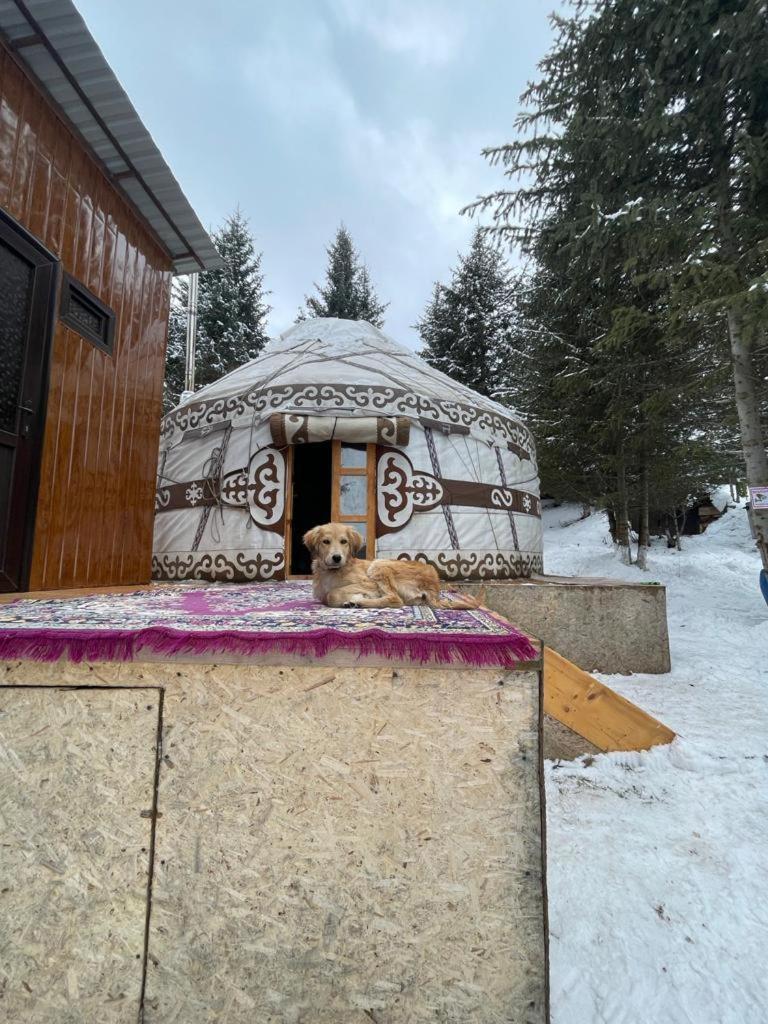 Fabulous Yurt - Housity