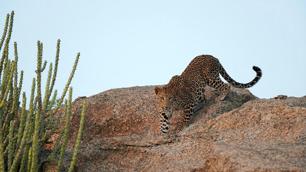 Panthera Pardus Safari Lodge - Housity